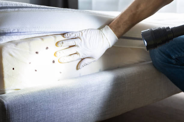 Best Insect Control  in Eldorado, TX